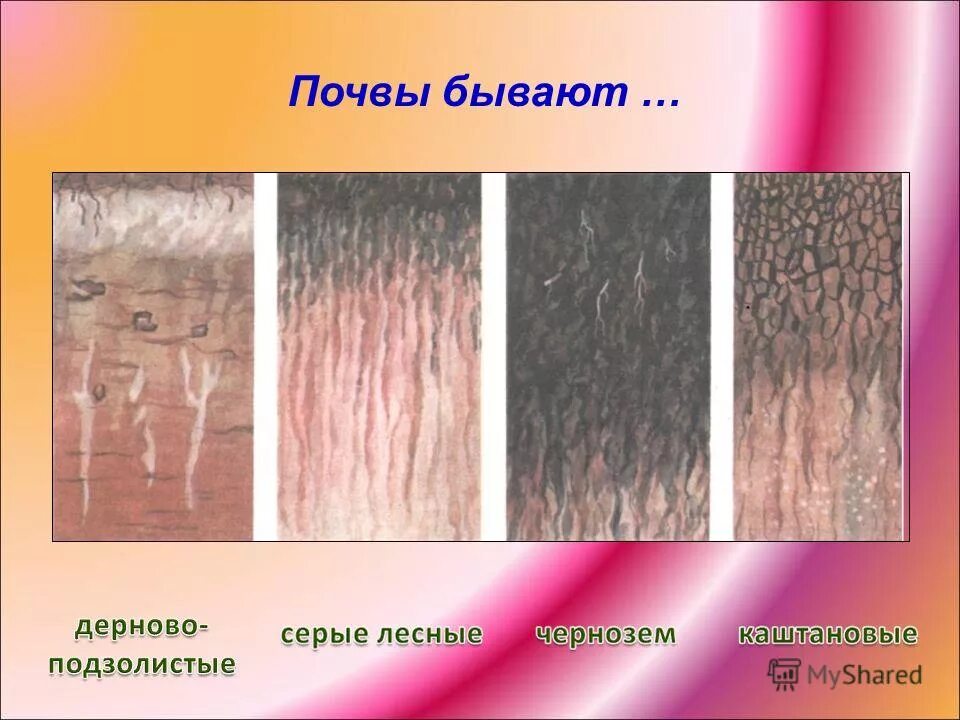 Какие бывают почвы тест 4 класс. Какие бывают почвы тест 4 класс