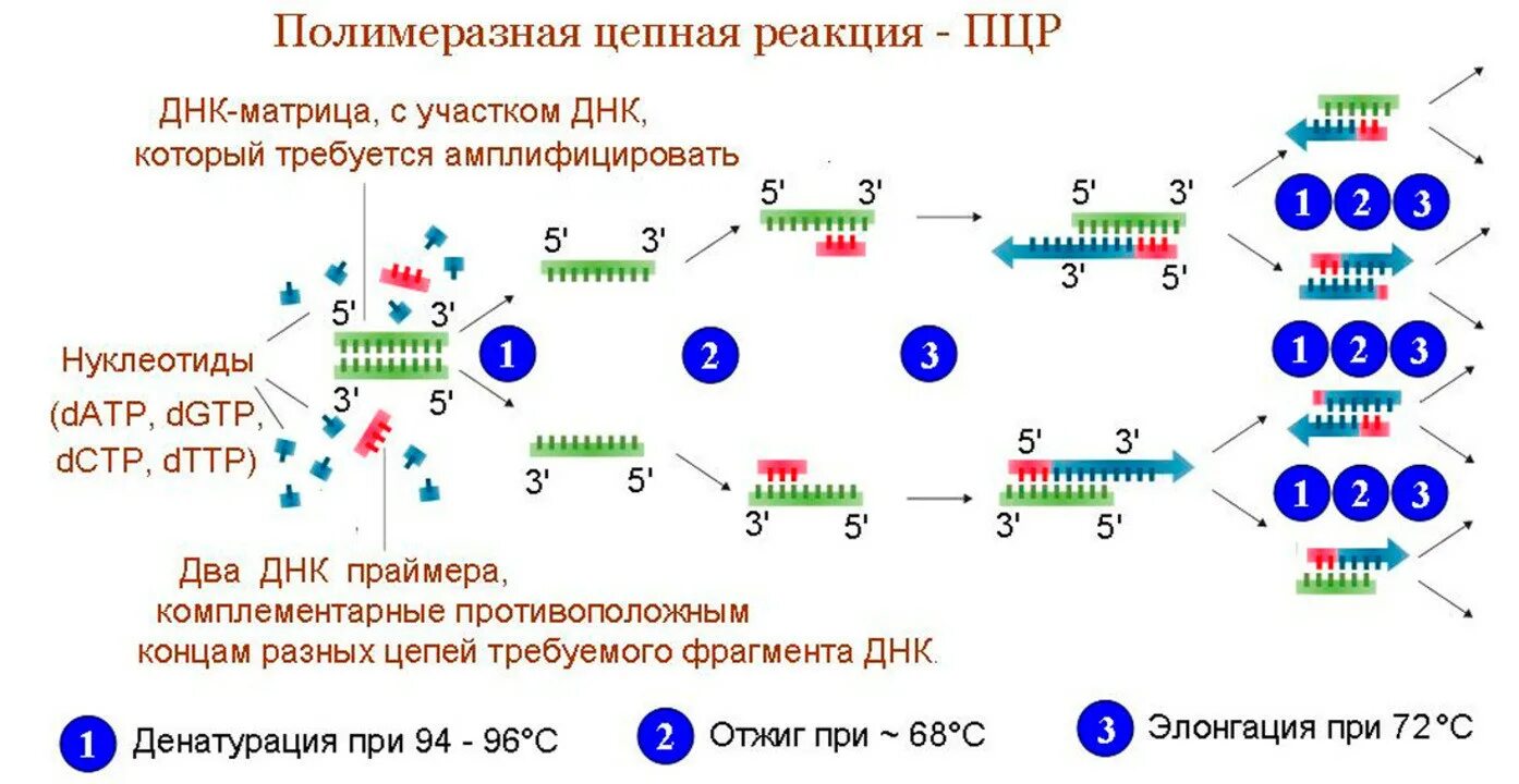 Цепная реакция схема. . Полимеразная цепная реакция (ПЦР). Этапы. Полимеразная цепная реакция схема. Схема исследования методом ПЦР. ПЦР принцип метода микробиология.