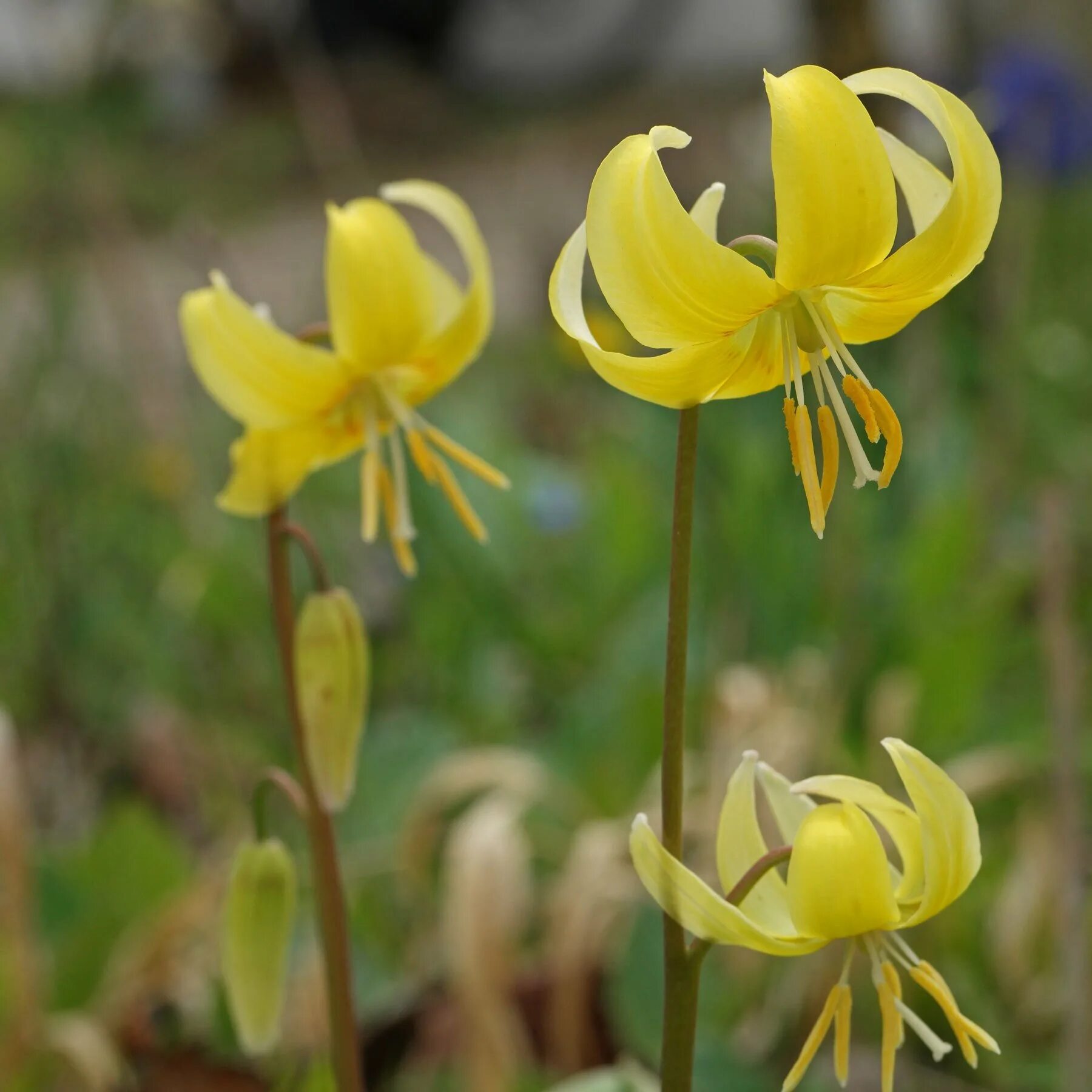 Кандык (Erythronium). Эритрониум Кандык. Кандык туолумнийский. Erythronium tuolumnense. Эритрониум