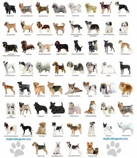 Породы больших собак: список с фотографиями и названиями "дай лапу&quo...