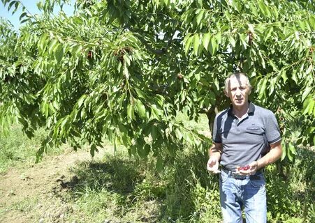 Урожайность черешни