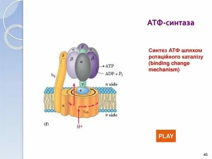 Строение и функции атф конспект