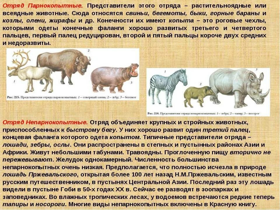 Презентация парнокопытные. Отряд парнокопытные общая характеристика и представители. Представители отряда парнокопытные класса млекопитающие. Биология 7 класс отряды млекопитающих парнокопытные непарнокопытные. Отряд непарнокопытные представители.