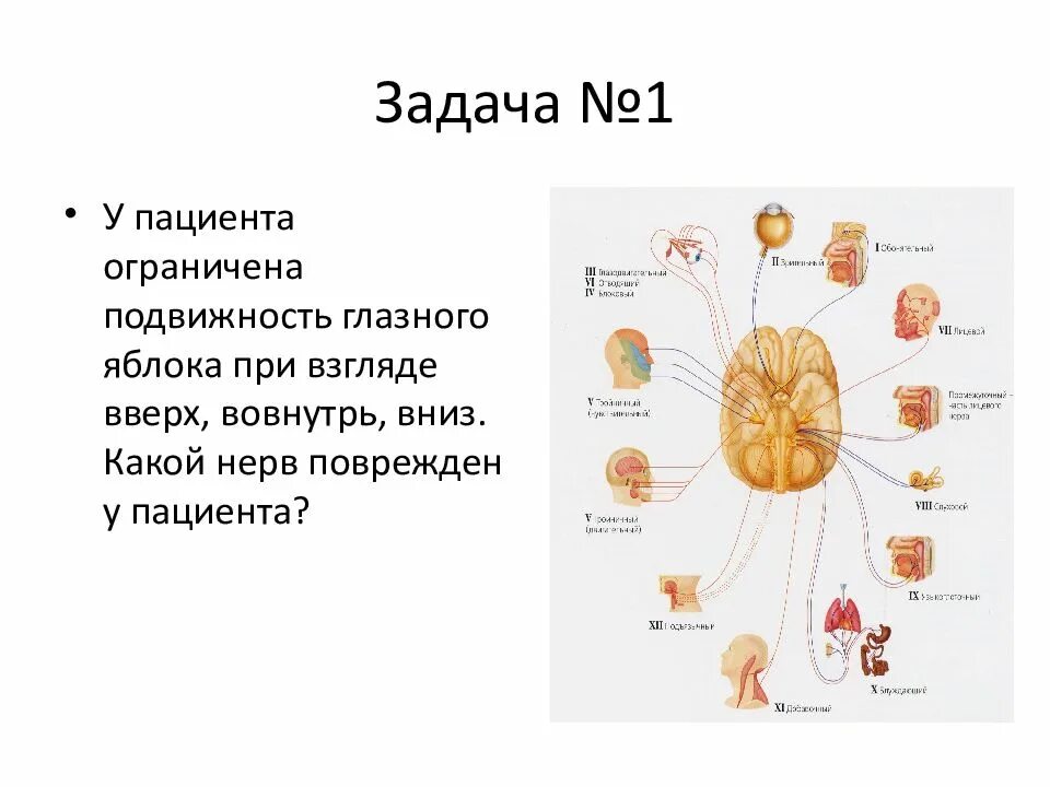 Сколько живет нерв. ЧМН неврология. Периферическая нервная система Черепные нервы. У пациента ограничена подвижность глазного яблока. ЧМН.