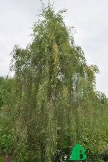 Береза повислая вид растений рода береза