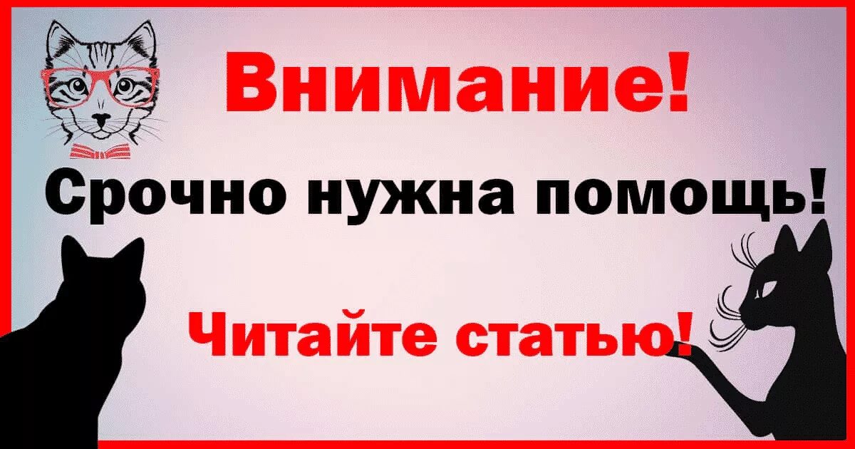 Помогли кошкам. Помогите кошкам. Котятам нужна помощь. Помогите спасти жизнь кошечке. Помощь котикам.