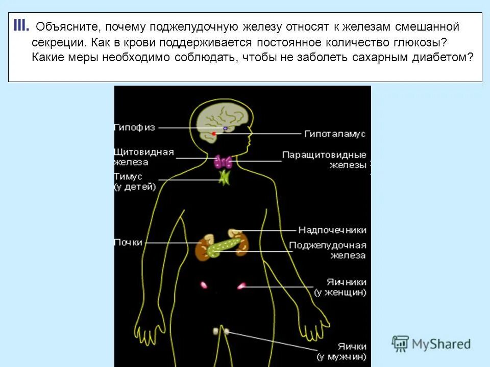 Поджелудочная железа относят к железам смешанной секреции потому. Поджелудочную железу относят к железам смешанной. Железы смешанной секреции (половые железы, поджелудочная железа). Гипофункция поджелудочной железы. Поджелудочная железа относится к железам.