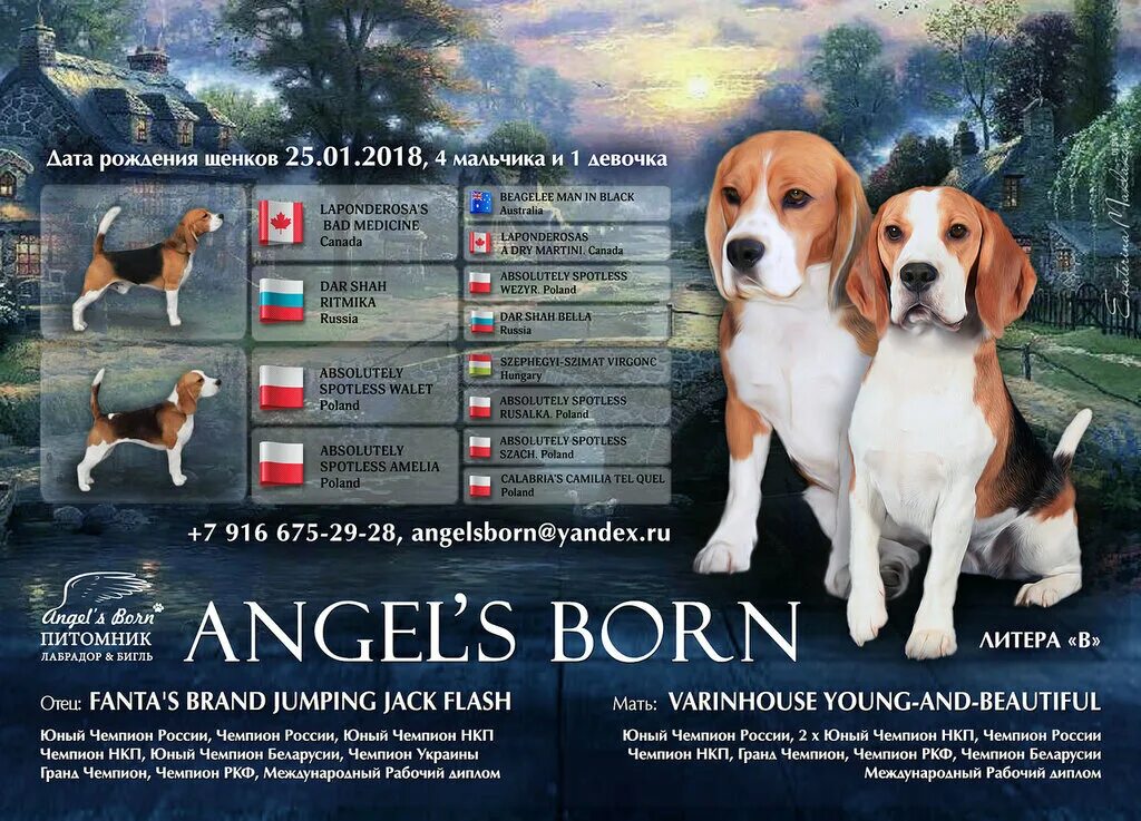 Стандарт хаски ркф. Питомник собак ркф. Питомник собак в городе краснодаре. Чемпион россии бигль ркф. Питомник собак ркф.