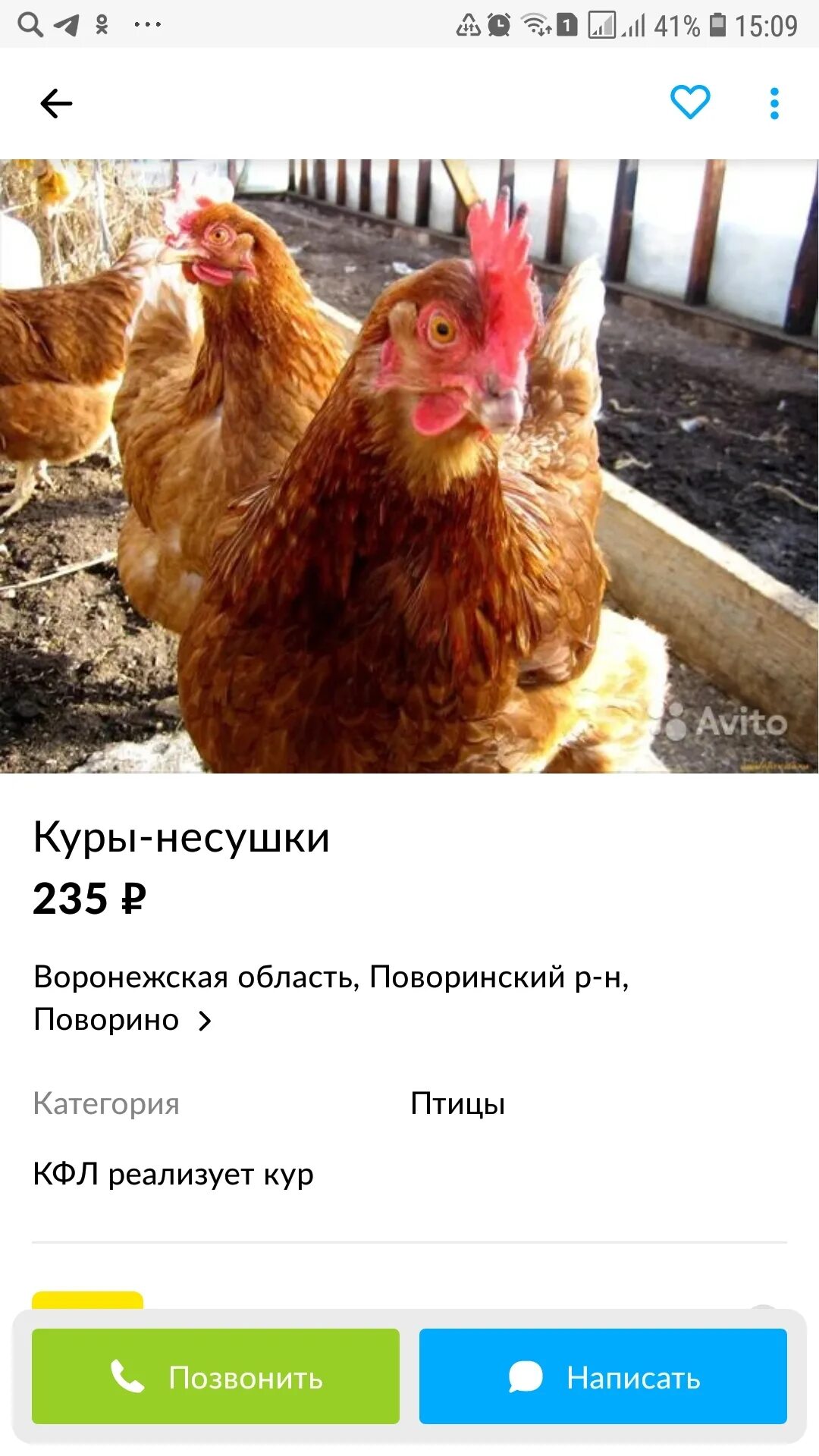 Объявления на авито куры. Объявление о продаже кур. Продаются куры несушки смешные объявления. Реклама авито курица. Красивое объявление для продажи курицы.