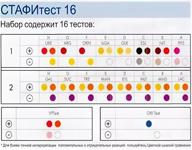 Тест ла 1. СТАФИТЕСТ микробиология. СТАФИТЕСТ И энтеротест. СТАФИТЕСТ И энтеротест микробиология. СТАФИТЕСТ 16.