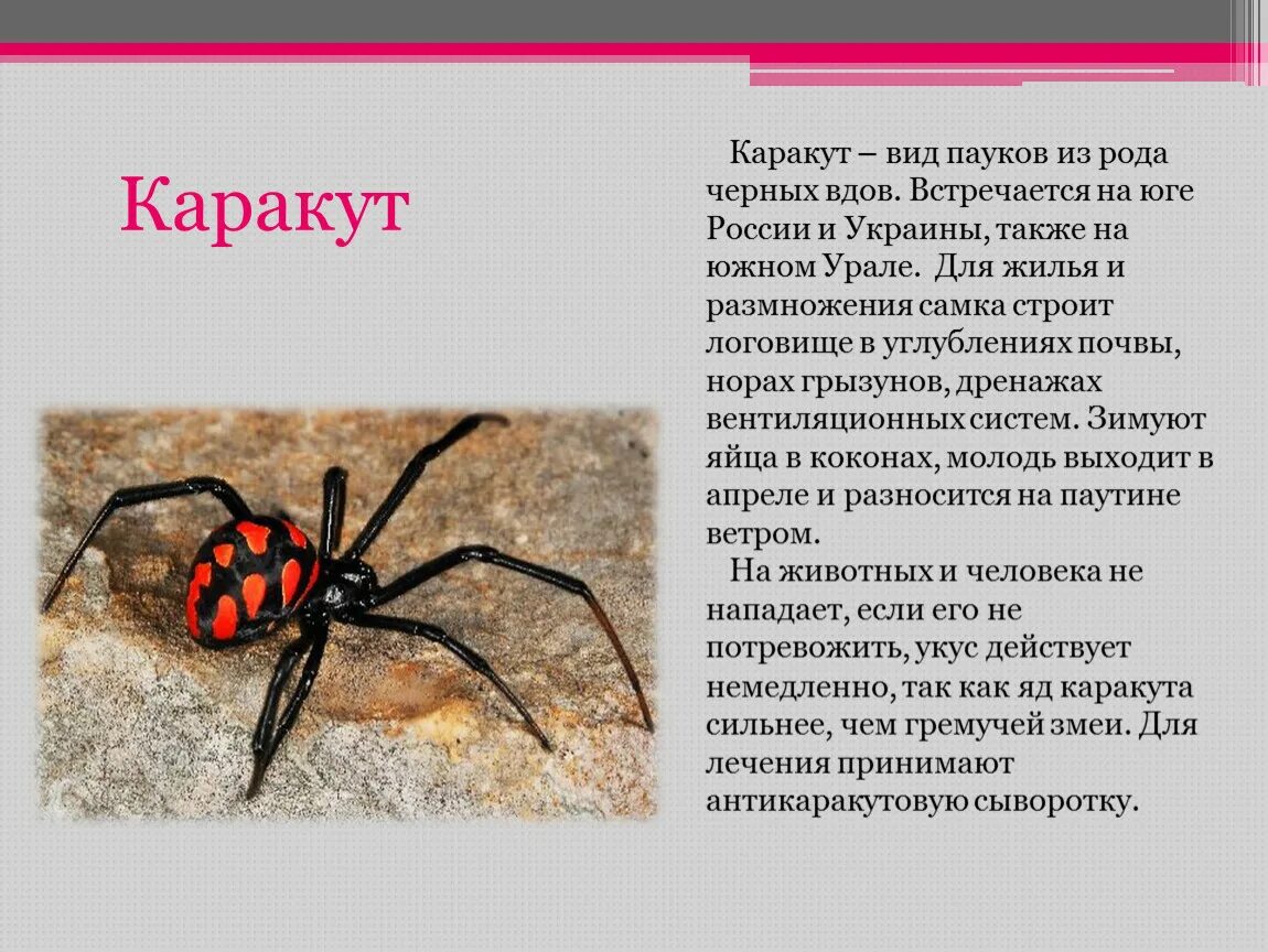 Паук какой класс животных. Сообщение о ядовитых животных россии. ядовитые животные в россии 4 класс. рассказ о ядовитых животных которые обитают в россии. рассказ о ядовитом животном.