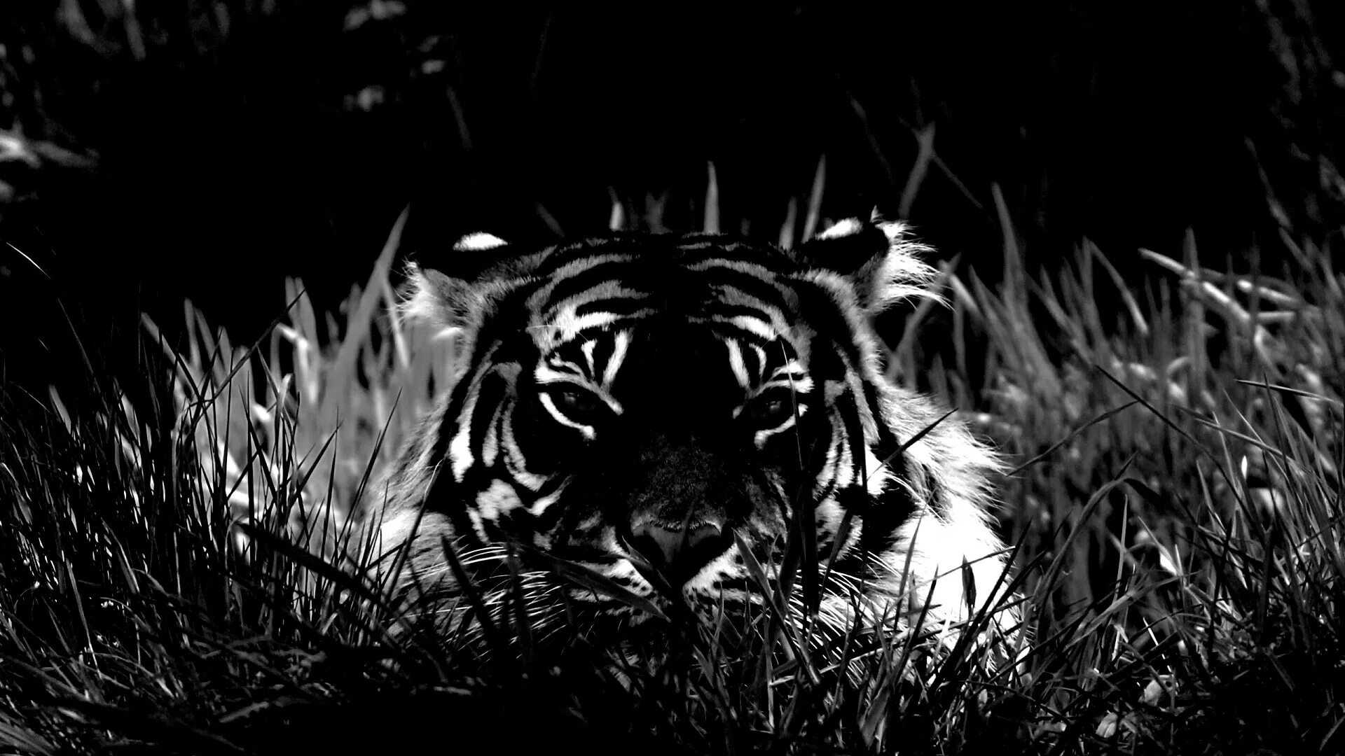 уссурийский тигр. заставка на рабочий стол тигр. тигр на черном фоне. тигр на темном фоне. тигр черно белый.