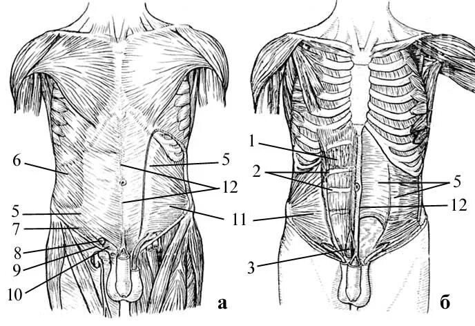 Фасция прямой мышцы живота. Фасция поперечной мышцы живота. Фасции и топография живота. Мышцы передней стенки брюшной полости.