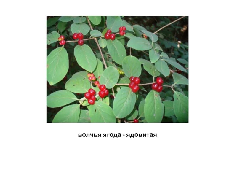 Волчье лыко ягода. Волчье лыко (волчеягодник обыкновенный). Есть волчью ягоду. Сибирская волчья ягода. Волчья ягода куст.