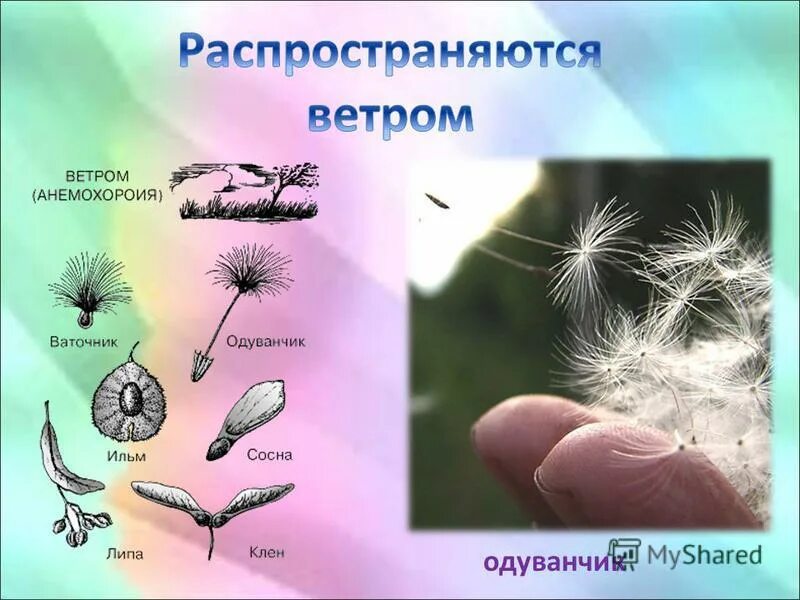 Размножение семян ветром. Способ распространения плодов одуванчика. Распространение плодов и семян ветром. Ветром распространяются семена. Семена одуванчика распространяются.