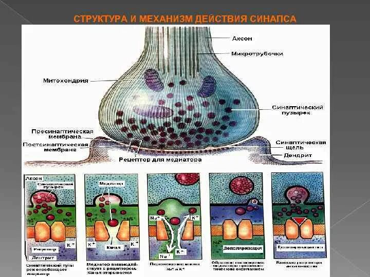 Синапсы гистология. Синапсы гистология