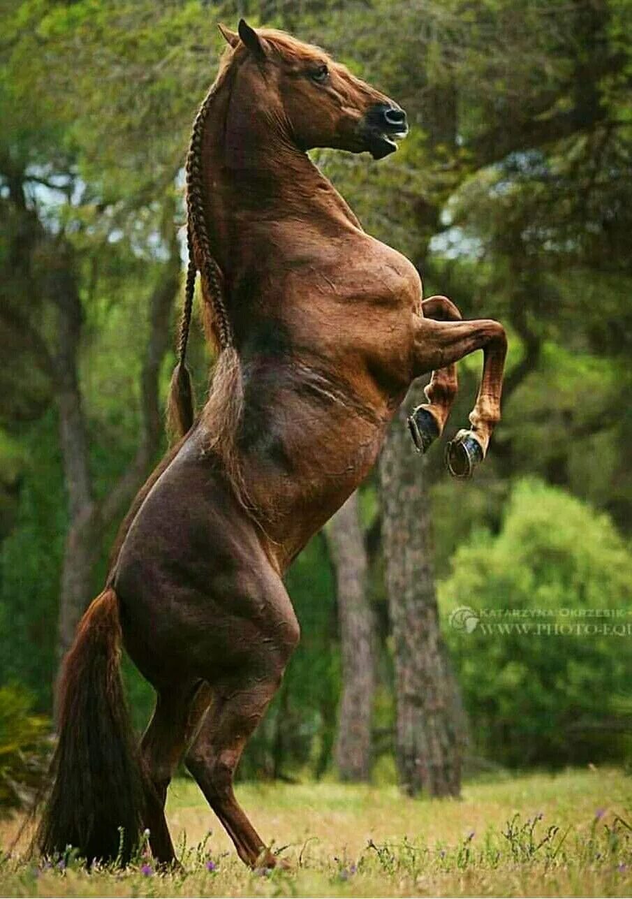 Фризская вороная. Лошадь фриз фридрих великий. Лошади шайр и фриз. Бельгийский тяжеловоз самсон. Сильный конь.