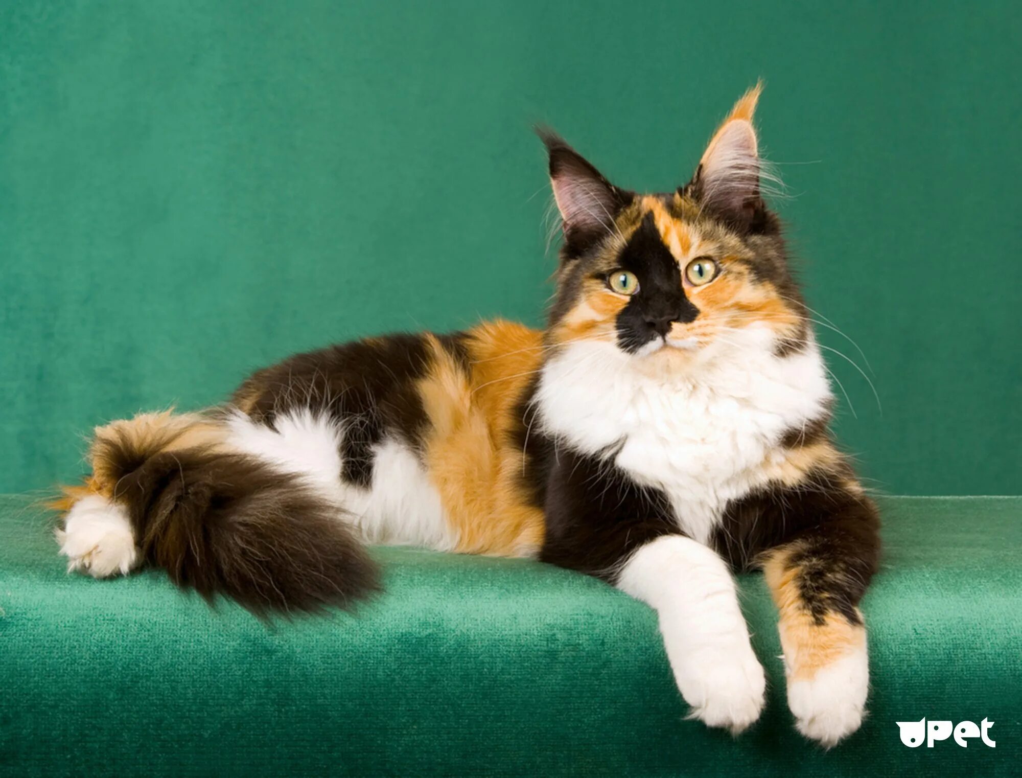 У каких кошек рождаются трехцветные котята. Мейн кун Калико. Порода Калико. Каликоя черепаховая кошка. Трехцветные кошки Калико.