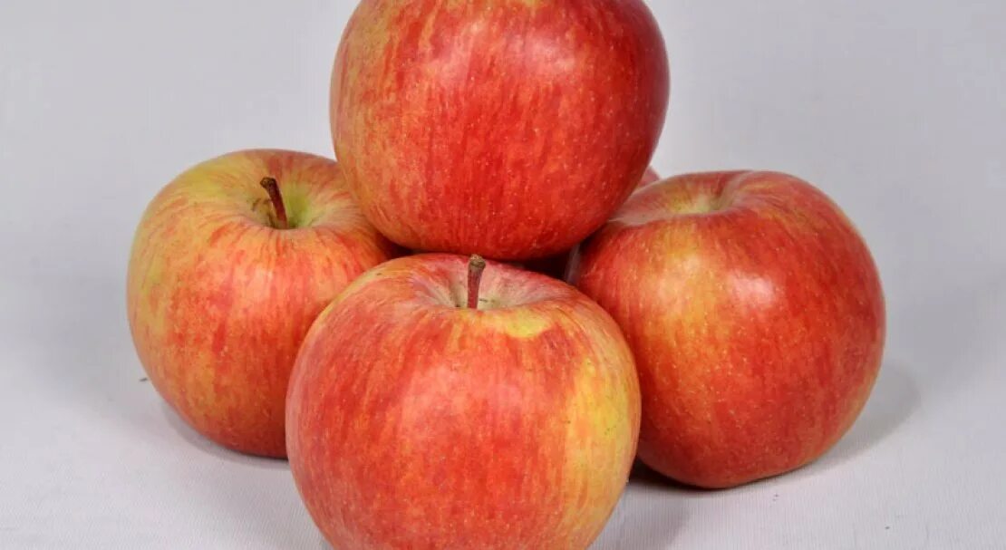Яблоки фуджи фото и описание. Сорт яблок Фуджи. Фуджи (сорт яблони). Сорт яблок Фуджи Ацтек. Сорта яблок Фуджи Гала.