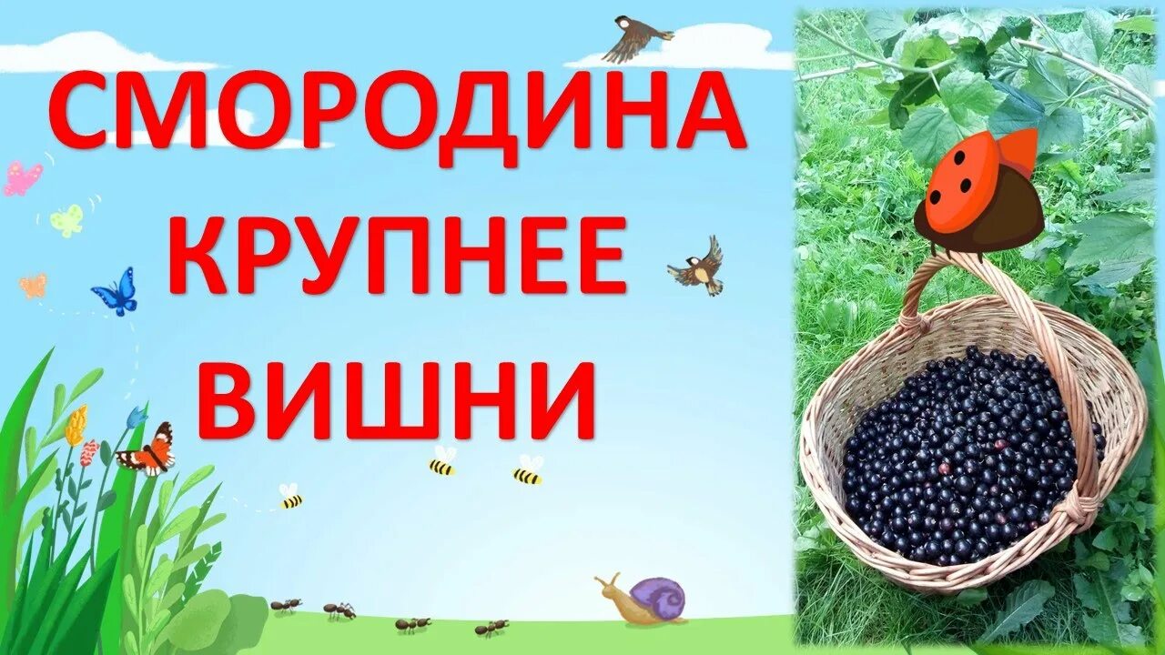 Смородина дачница описание