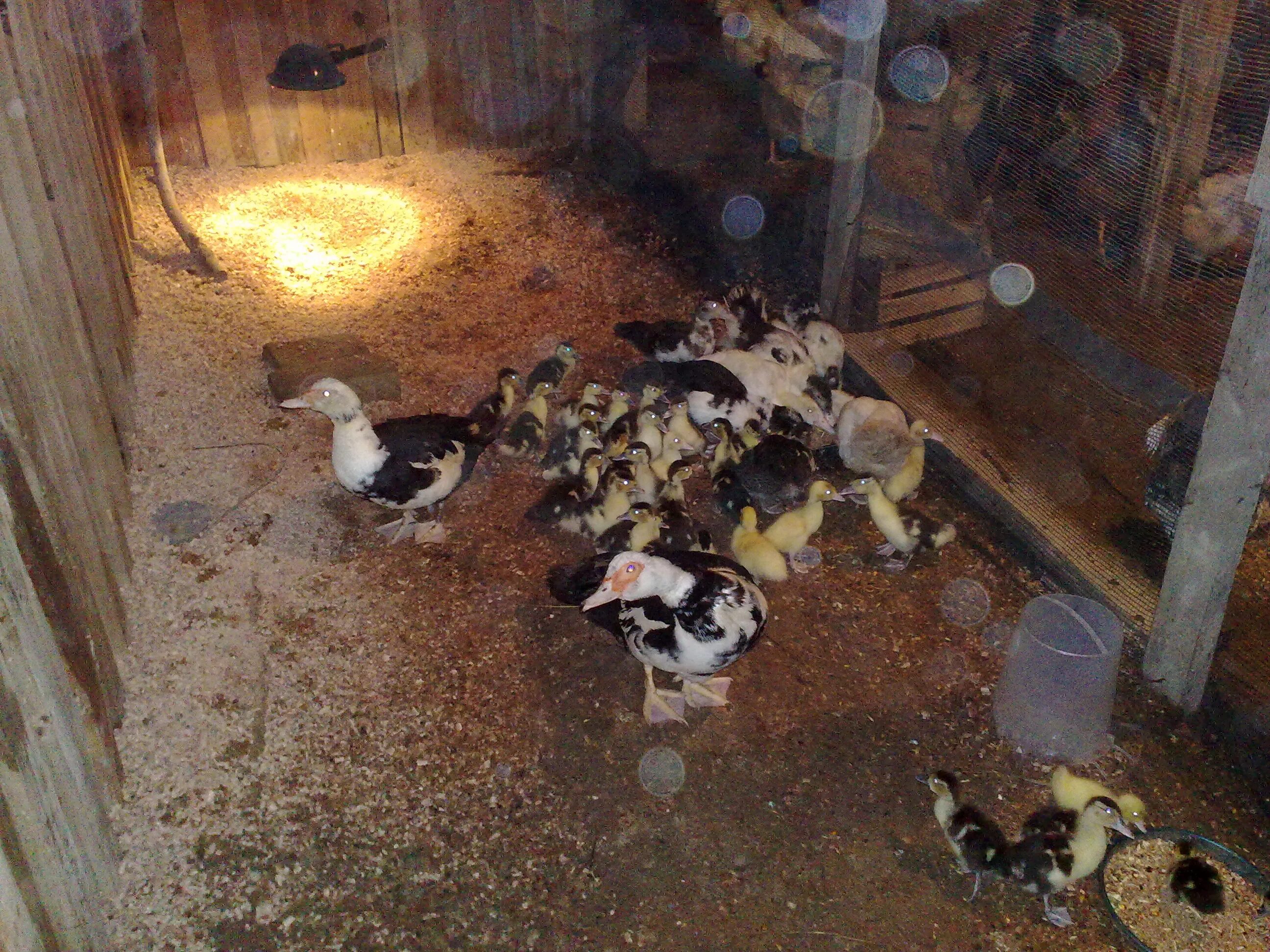 Содержание индоуток. Несушки муларды. Сарай для уток. Сарай для мускусных уток. Индоутки и куры.