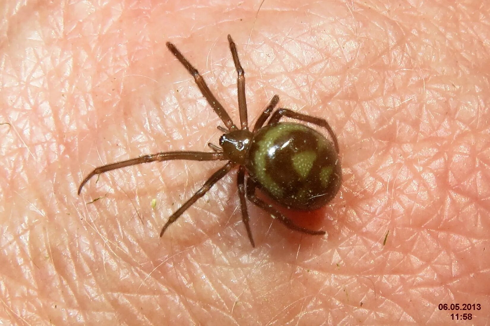 Spider bit