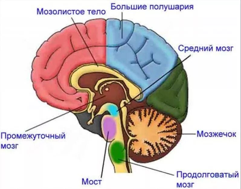 Схема головного мозга