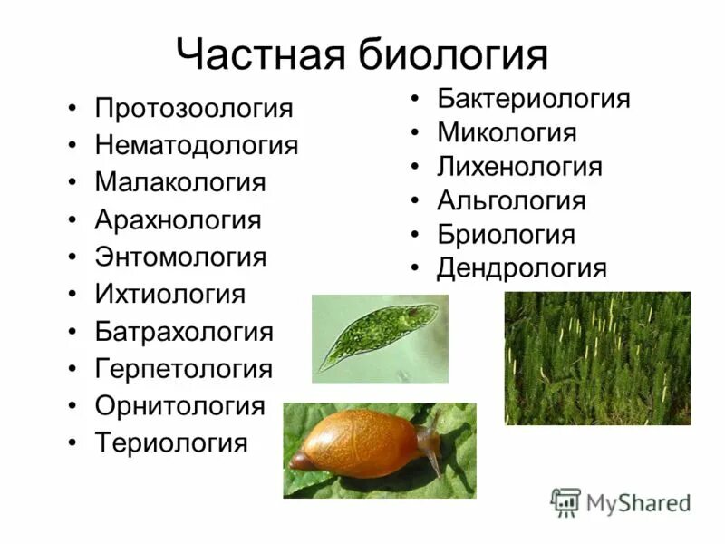 Альгология микология