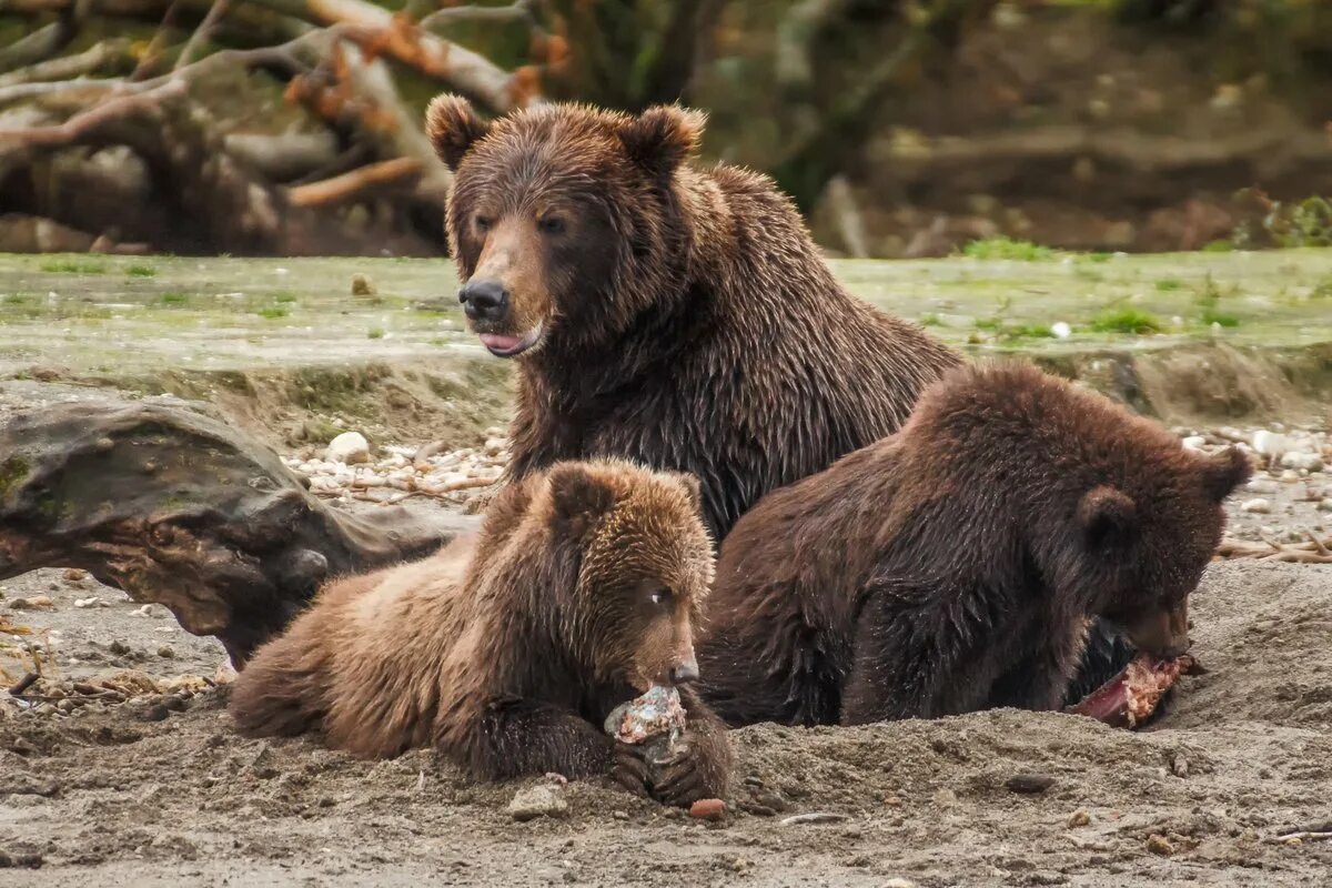 Группа бурого медведя. Европейский бурый медведь. Медведь Пестун. Бурый медведь бурые медведи. Медведь Гризли с медведицей.