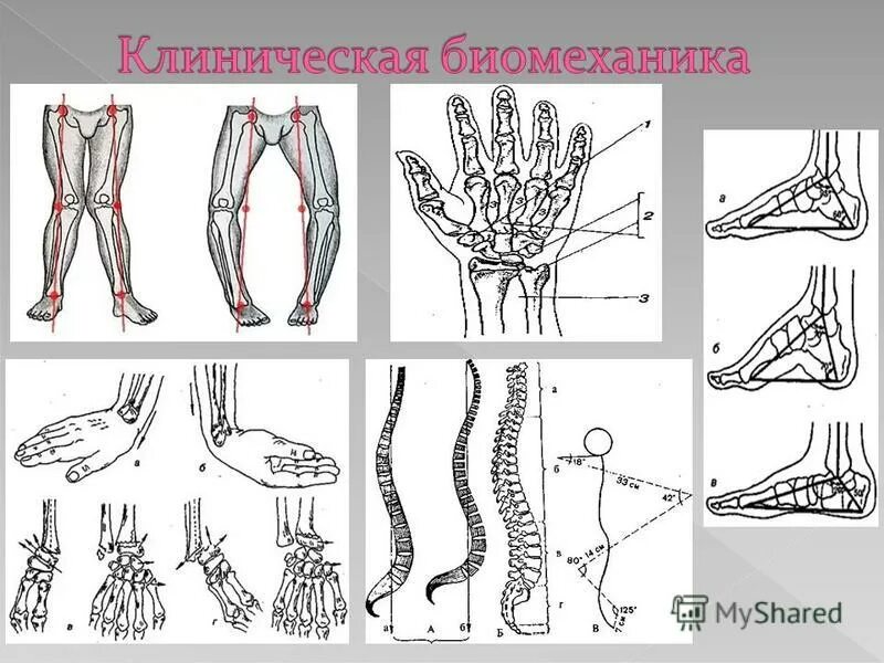 Биомеханика развивается в нескольких направлениях. Клиническая биомеханика. ротация в биомеханике. моделирование в биомеханике. биомеханика ротации позвоночника.