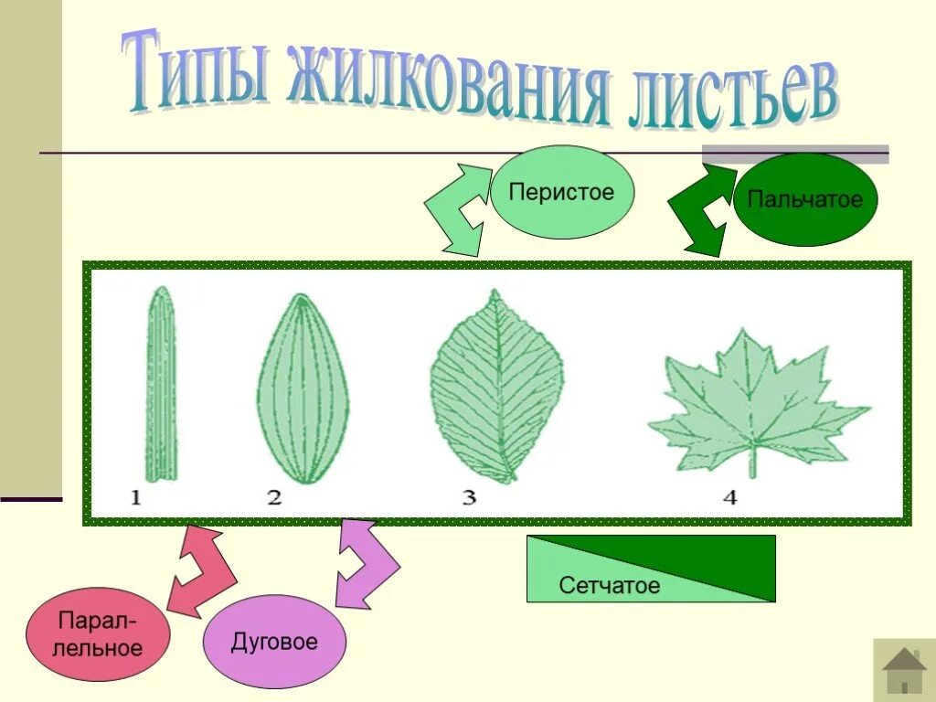 Типы жилкования листьев 6 класс биология. Пальчатое жилкование листа. Типы жилкования листьев 6 класс таблица. Схема жилкование листьев 6 класс биология.