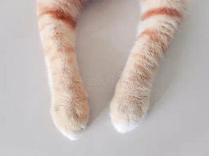 Leg cat