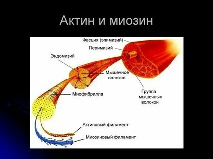 Мышечные белки актин и миозин