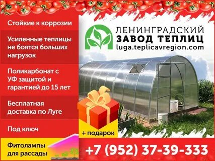 Теплица ленинградская отзывы