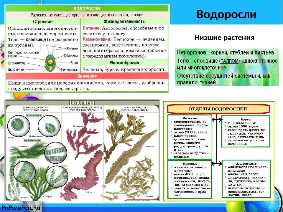 Значение растений водорослей