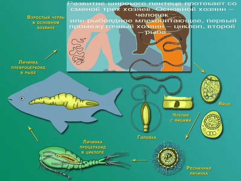 Цикл развития лентеца