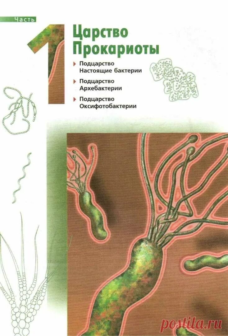 Контрольная работа по биологии 7 бактерии. Царство бактерии Подцарство. Подцарства бактерий. Царство прокариот Подцарство архебактерии. Подцарства настоящих бактерий.