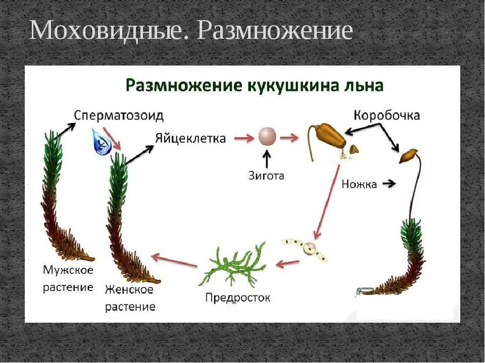 Женский спорофит. Цикл размножения кукушкиного льна. Жизненный цикл зеленого мха Кукушкин лен. Размножение моховидных схема. Рисунок жизненного цикла кукушкиного льна.