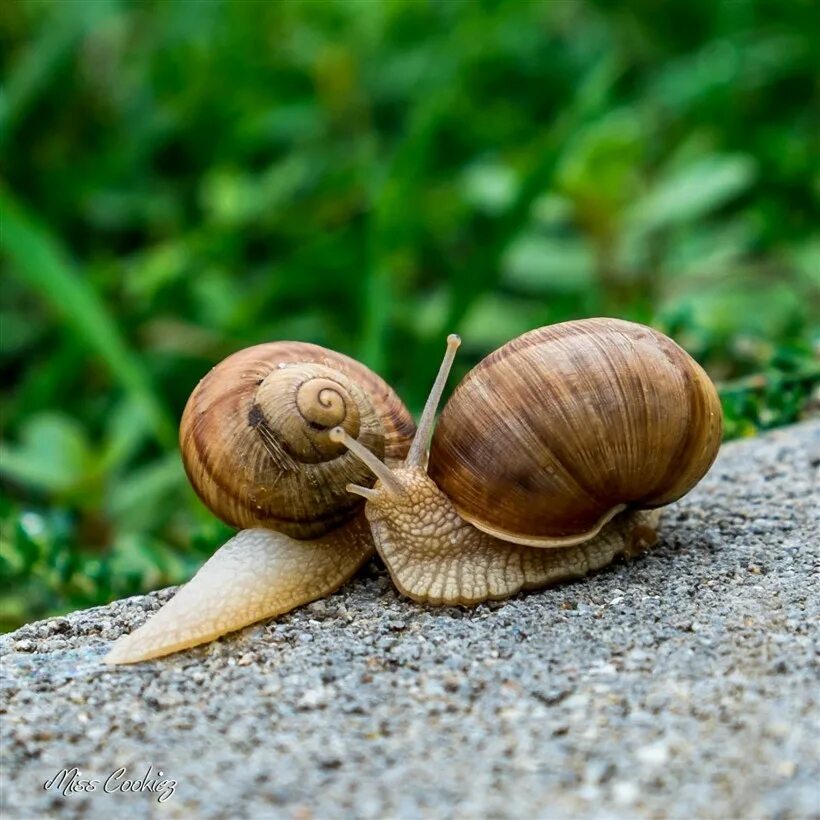 Улитки теодоксусы. Улитята виноградной улитки. Powelliphanta улитка. Улитка среднего. Улитки кавказа.