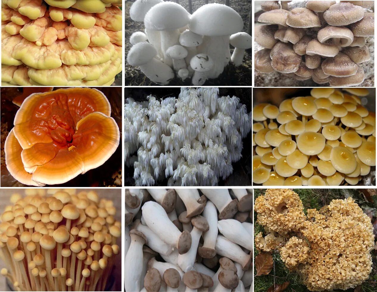 Характеристика искусственно выращиваемых съедобных грибов. Грибы выращиваемые в искусственных условиях. Экзотические грибы. Искусственно выращенные съедобные грибы. Искусственно выращенные грибы.