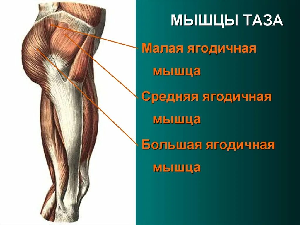 Мышцы тазового пояса наружная группа. Obturatorius internus. Мышцы таза анатомия поверхностная. Мышцы таза внешняя группа. Мышцы тазового пояса анатомия.