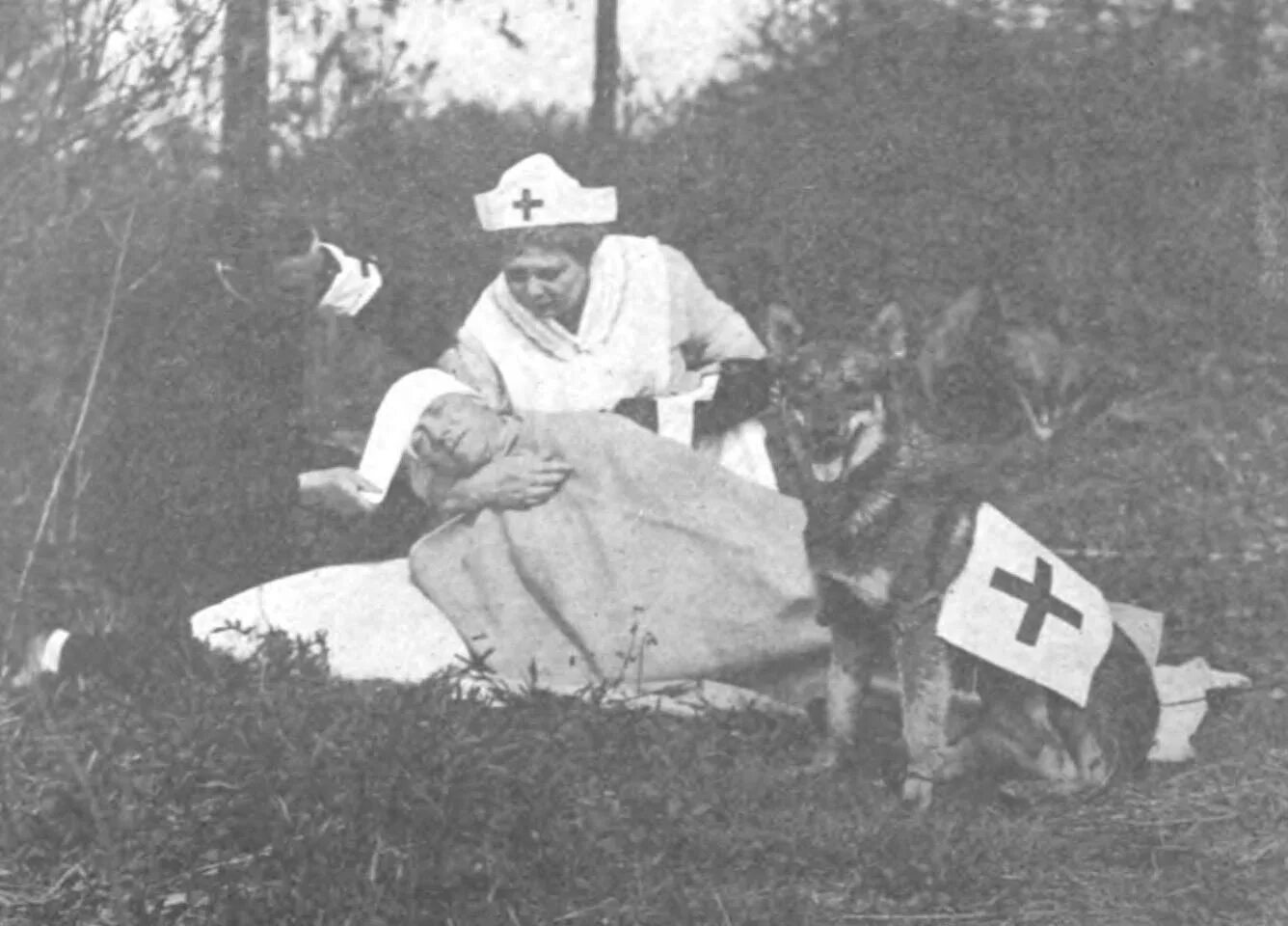 Красный крест в годы великой отечественной войны. Собаки красного Креста 1 мировая Германия. Санитарные собаки в годы ВОВ.