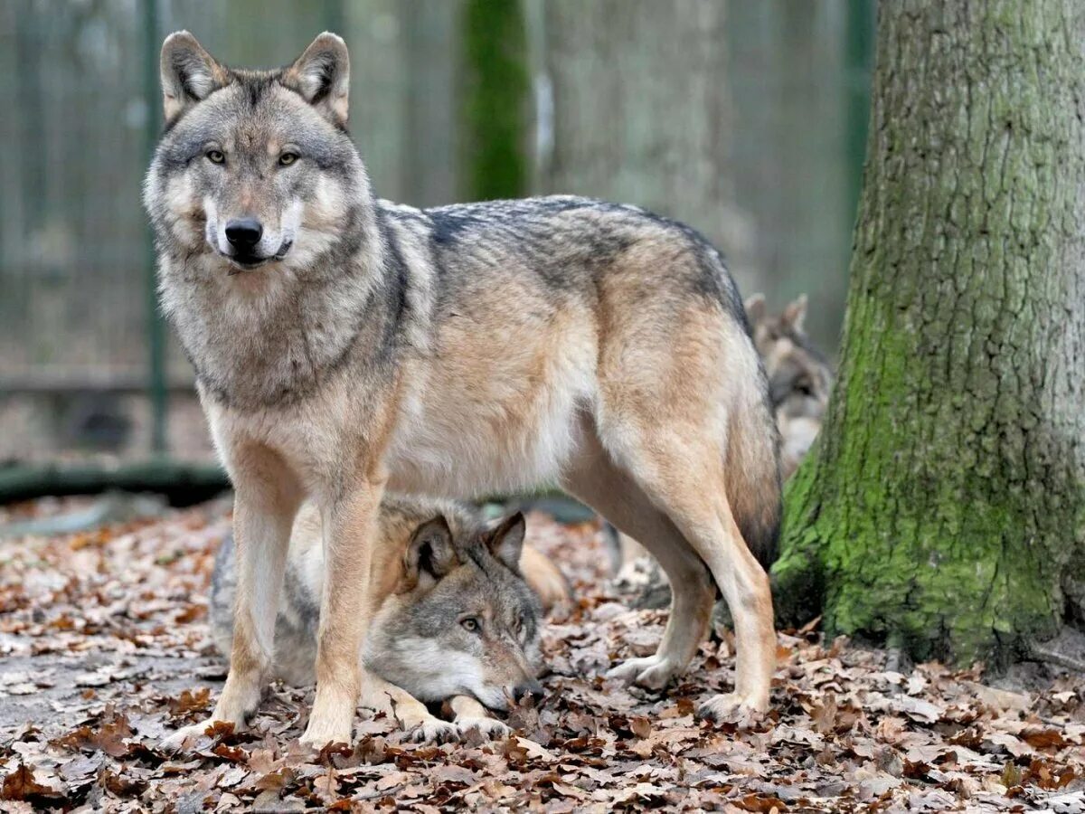Волк евразии. Манитобский волк. Среднерусский Лесной волк. Сибирский Лесной волк. Европейский волк.