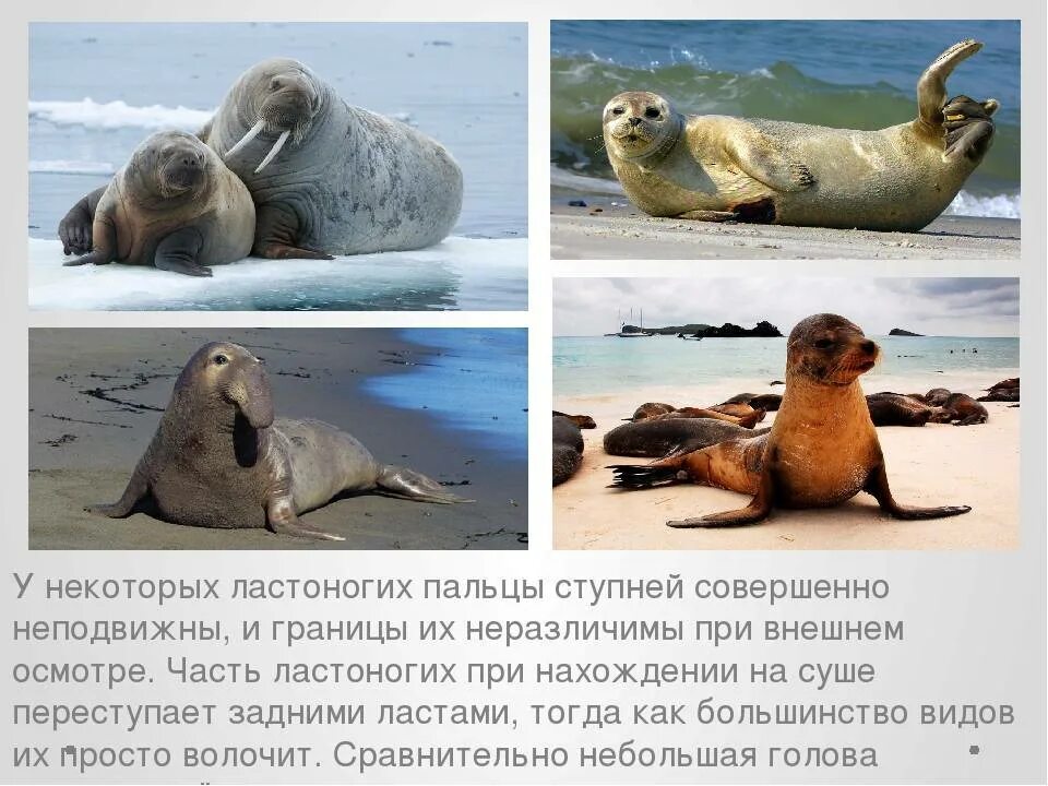 Что такое ластоногие. Отряд ластоногие. ластоногие представители. класс ластоногие. отряд ластоногие питание.