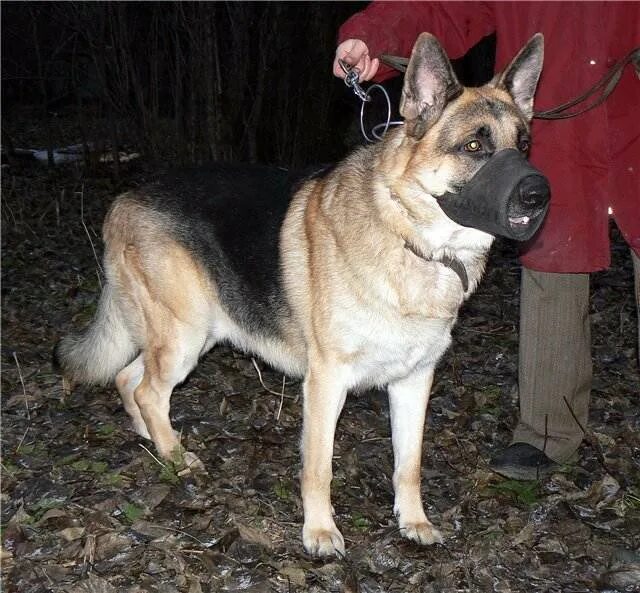 овчаркоманда спб. овчаркоманда спб. овчаркоманда спб. настя овчар рбк. щенок овчарки на руках.