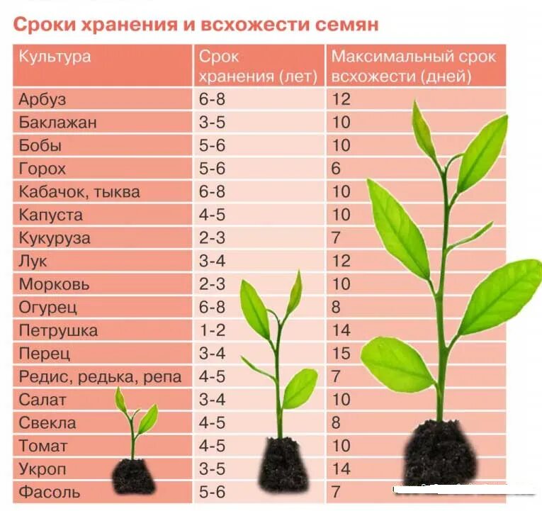 Сколько дней всходит капуста после посева. Таблица всхожести семян овощных культур. Срок годности семян овощей таблица. Сроки прорастания семян таблица овощей. Температура прорастания семян таблица.