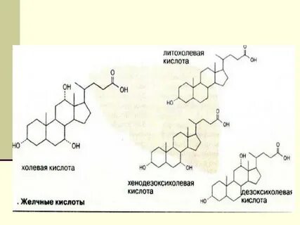 Желчные кислоты необходимы для