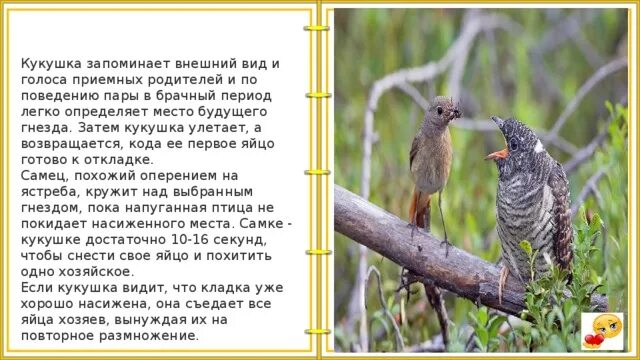 Кукушка по английски. Кукушка по английски. Кукушка ку. Кукушка. Кукушка перелетная птица.