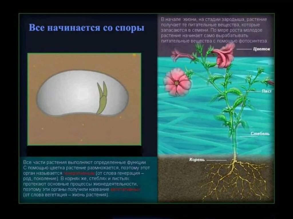 Жизнь растений том 3. Стадии жизни растения. Этапы жизни растений. Этапы жизни цветка. Зародышевая стадия растения это.