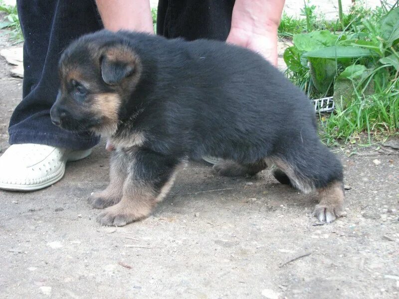 джек рассел терьер 4 недели. щенок 4 месяца мэйл ру. щенок в 4 месяца 4 кг. 5 месяца дворняжки. щенок дворняги чёрный 2 месяца.